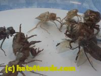 /home//u458753944/public_html/sourcegallery//Insects and small critters/silliness/P1040997.JPG